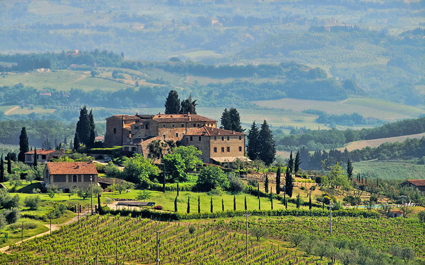 Vineyard- Tuscany, Italy