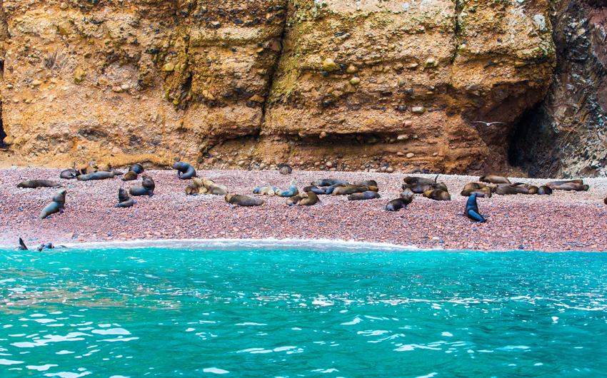Sea lions relaxing on rocks of Ballestas Islands in Paracas National Park