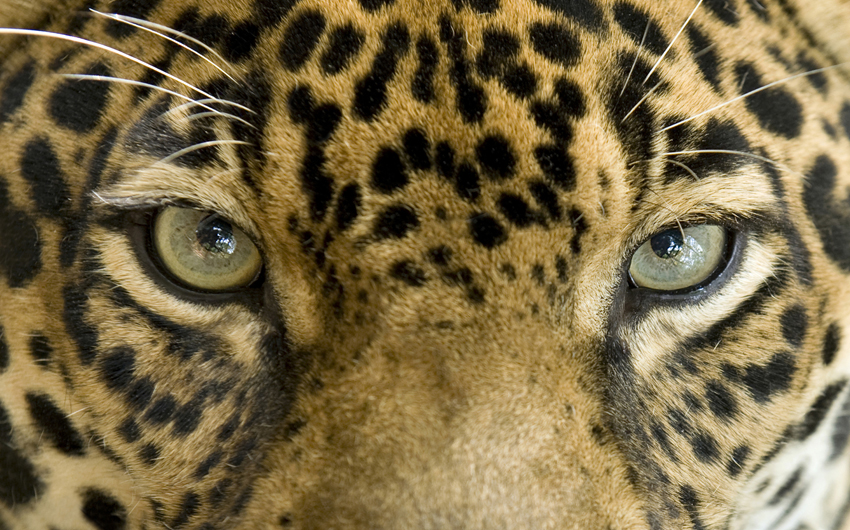 Close up eyes of a jaguar