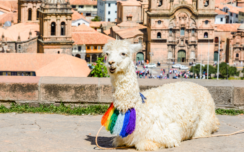 Lama at the San Cristobal Church, Cusco, Peru