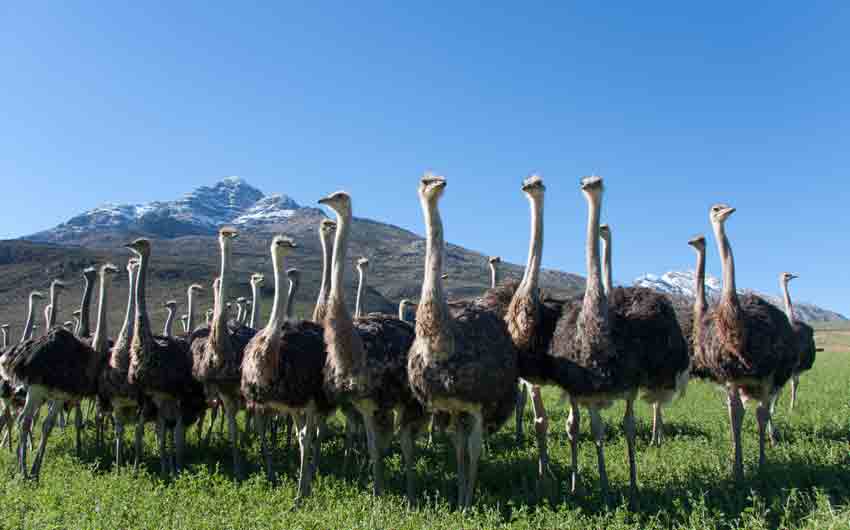 Ostriches in the Oudtshoorn district 