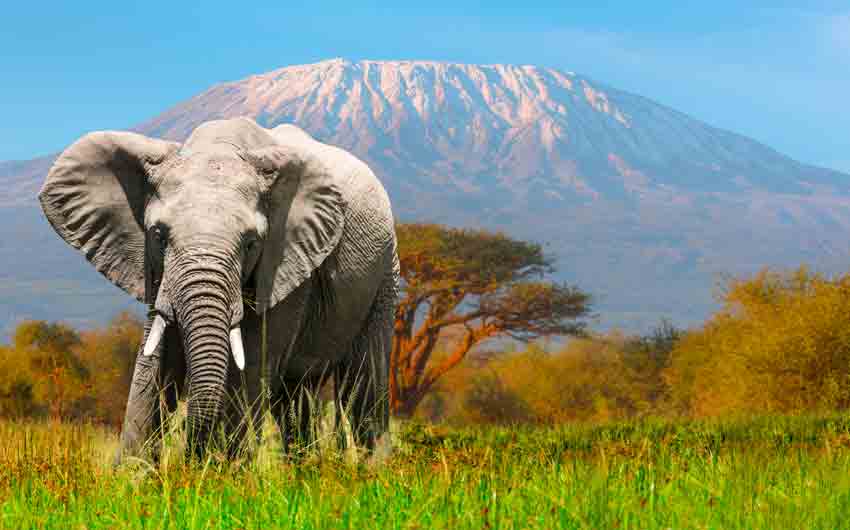 Elephant grazing at Amboseli with Kilimanjaro
