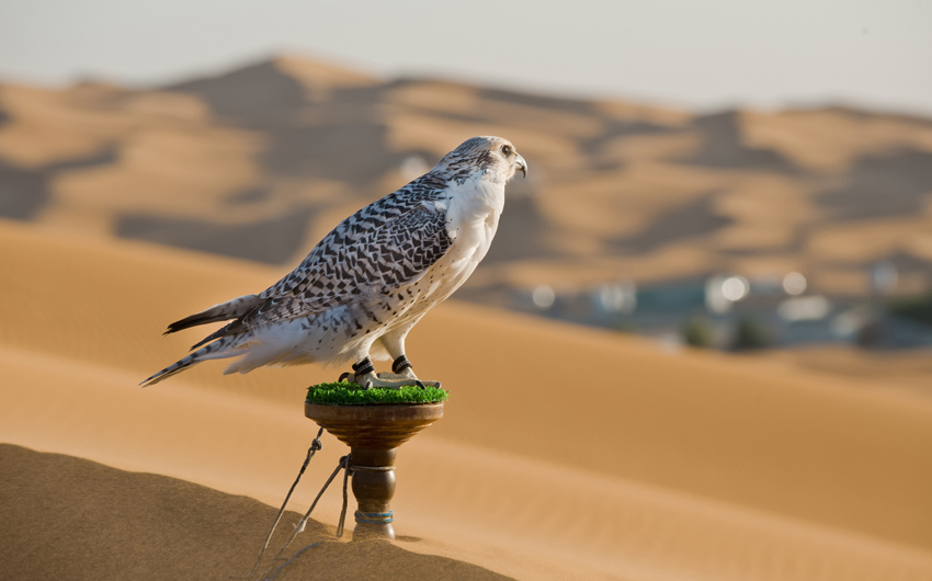falcon travel in uae