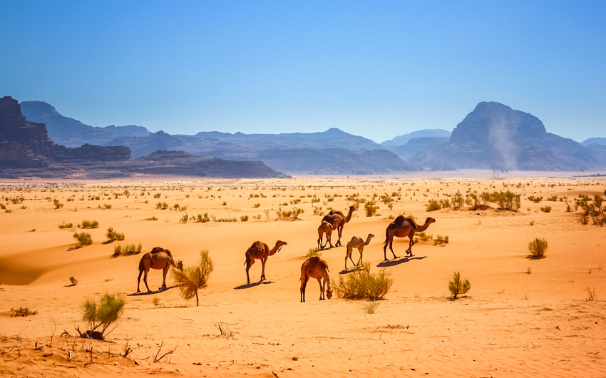 Dromedary Camels in the Wadi Rum