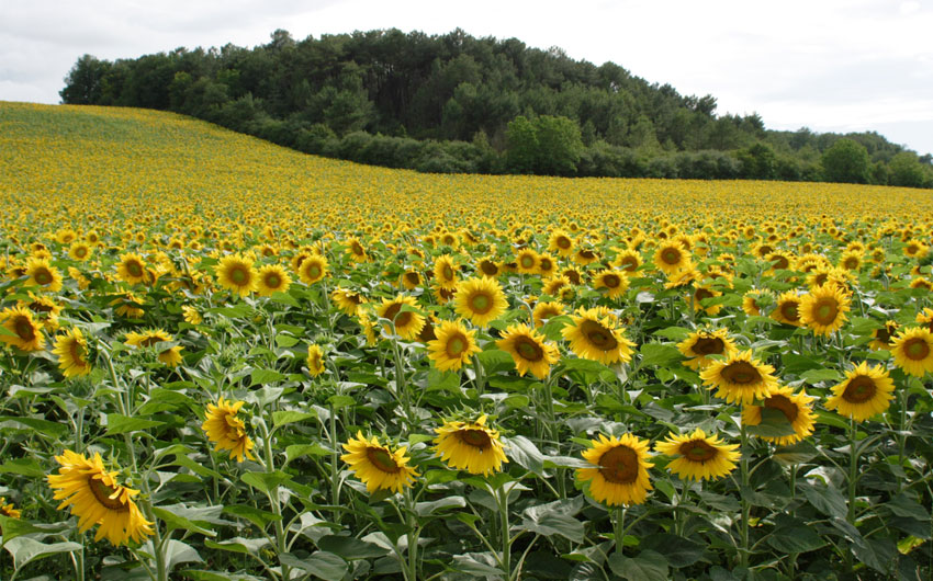Sunflowers in the Loire valley