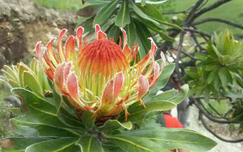 King Pretoria, the National flower of South Africa