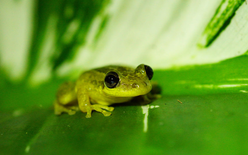Treefrog, Rio Napa 