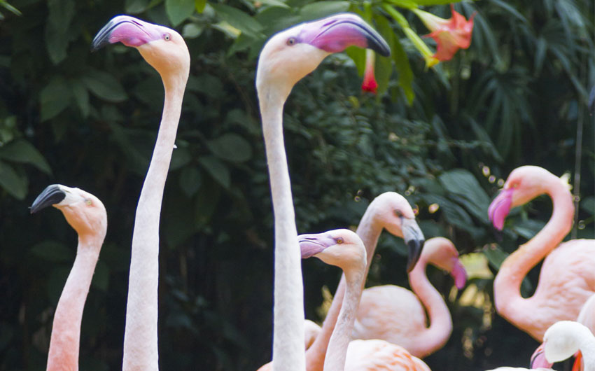 Flamingos, tropical birds at the Falls