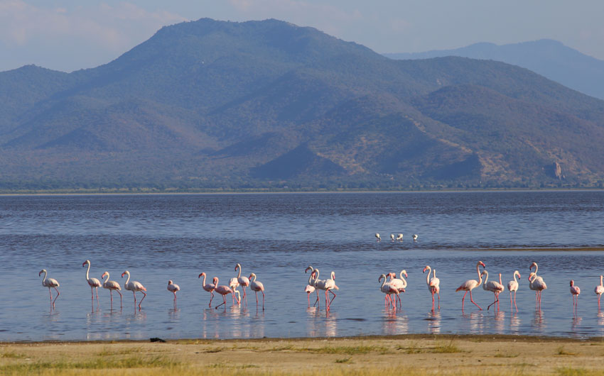 Flamingos wading in Lake Manyara