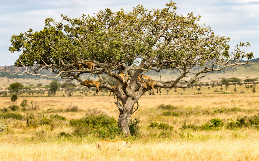 Lions, Serengeti National Park,