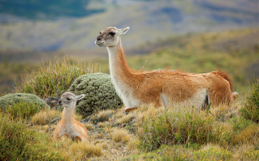 Guanaco family in Torres del Paine national park