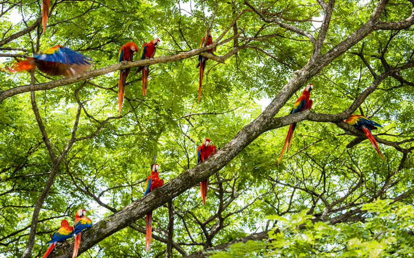 Flock of scarlet macaws in the wild, Guanacaste Tropical Rainforest