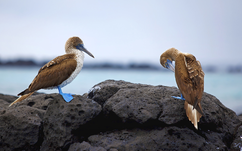 The Blue-Footed Boobies