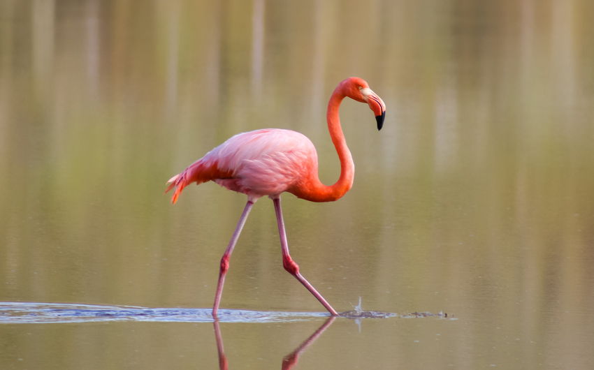 National Park’s, Laguna of Flamingos