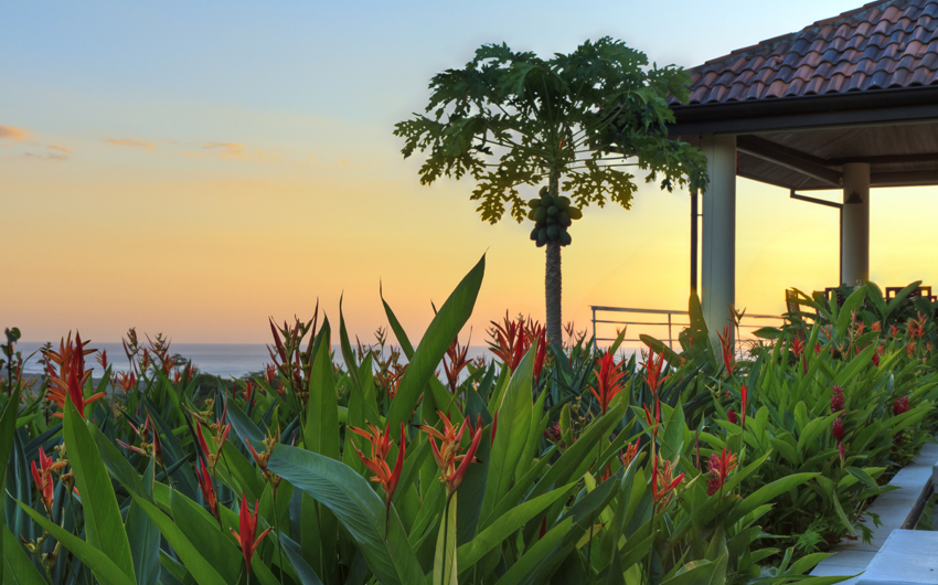 Sunset at a tropical garden and coconut tree in a villa overlooking Tamarindo and Pacific Ocean in Guanacaste