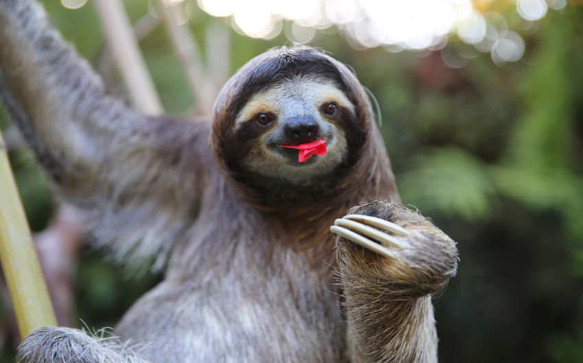 Happy Sloth Eating Hibiscus Flowers