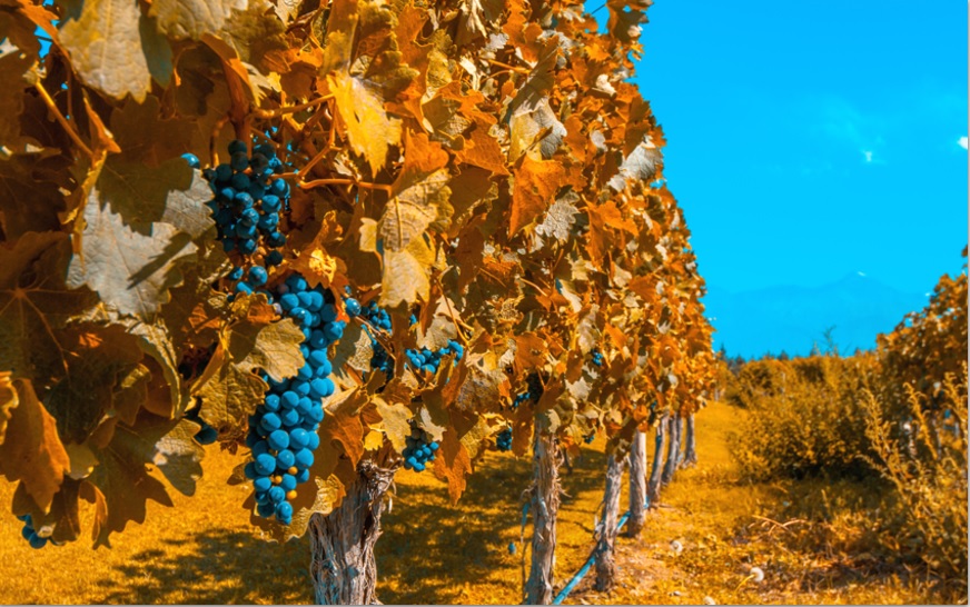 Vineyards of Mendoza by auutumn