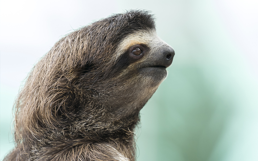 Closeup of a Three-toed Sloth
