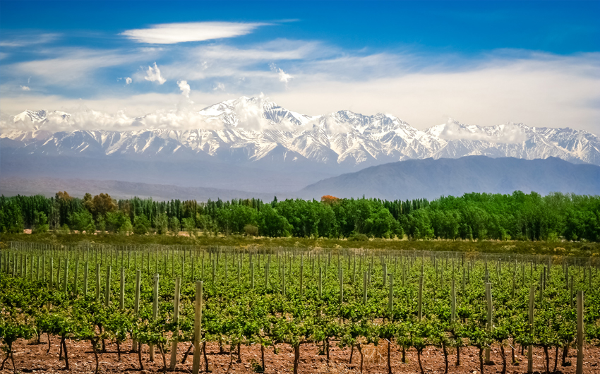 Vineyard near Mendoza, Argentina