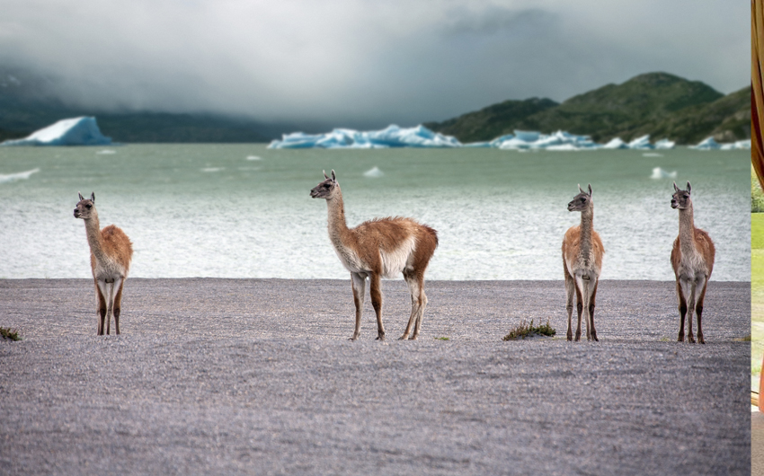 A group of Guanaco (Lama guanicoe) in Torres del Paine National Park in Patagonia