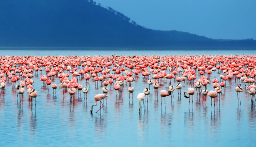 Maasai Mara | Lake Nakuru