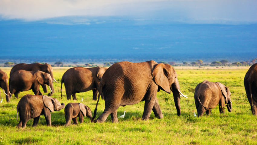 Lake Nakuru | Amboseli