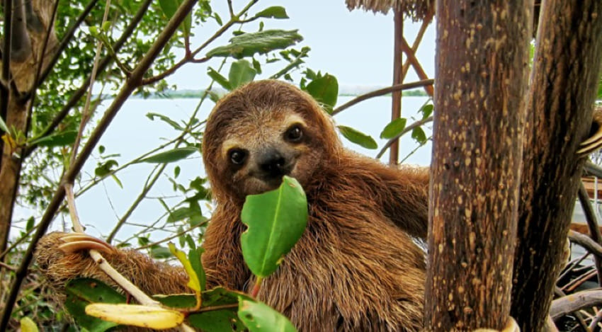 Manuel Antonio