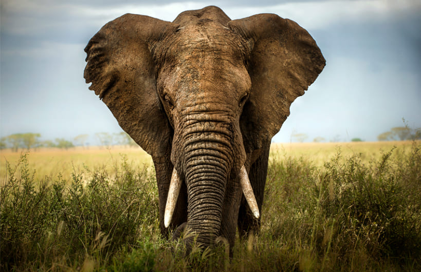 SOUTH AFRICAN ADVENTURE & SAFARI
